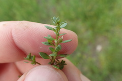 Lysimachia minima