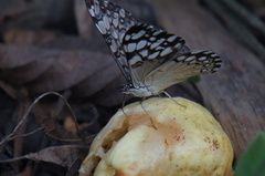 Hamadryas feronia farinulenta