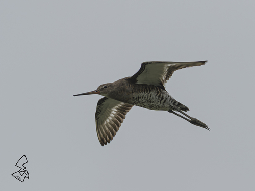Black-tailed Godwit