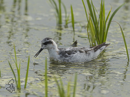 Red-necked Phalarope