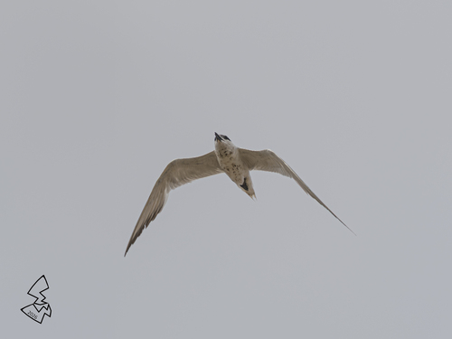 Gull-billed Tern