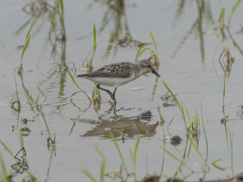 Red-necked Stint