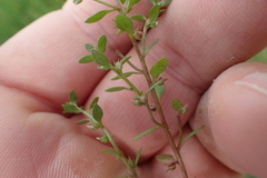 Lysimachia minima