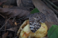 Hamadryas feronia farinulenta