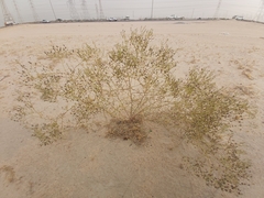 Haplophyllum tuberculatum