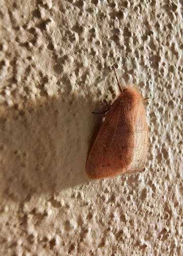 Ocneria rubea
