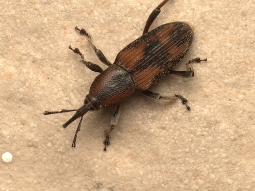 Rhabdoscelus obscurus, 2026-09-04