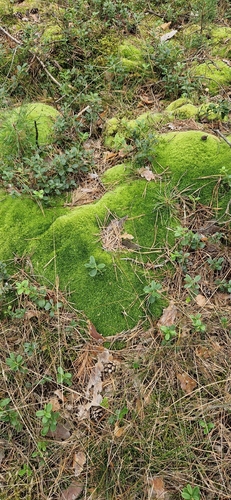 Pincushion Moss