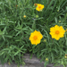 Lance-leaved Coreopsis - Photo (c) fhannah, some rights reserved (CC BY-NC)