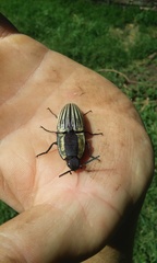 Chalcolepidius limbatus
