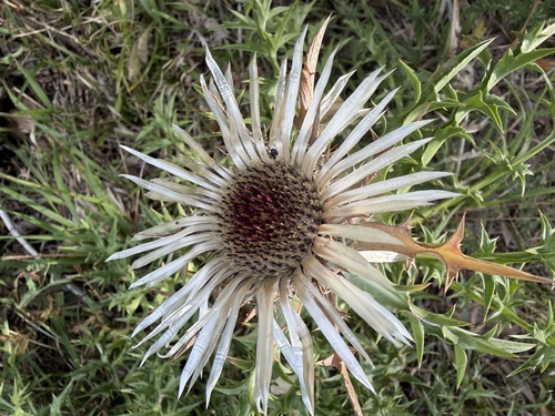 Carlina acaulis caulescens
