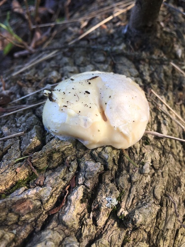 Retikuliarija nuotrauka