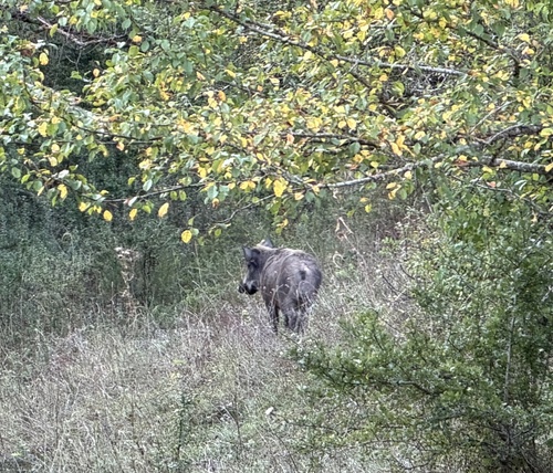Wild Boar
