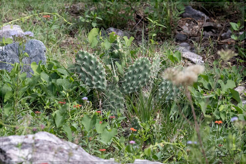 Opuntia sulphurea, photograph 3