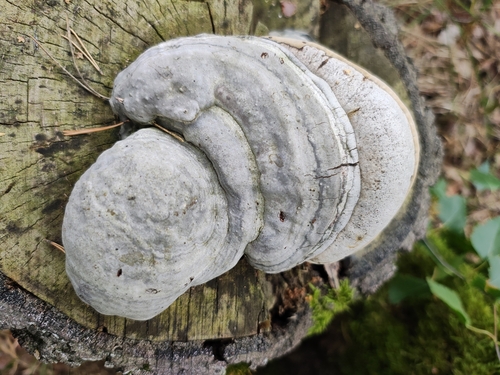 Hoof Fungus
