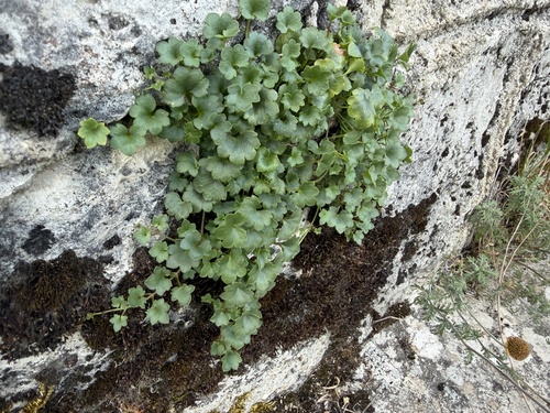Ivy-leaved toadflax