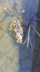 Lithobates catesbeianus