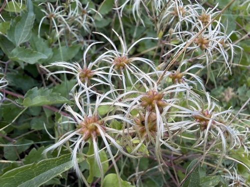 Old man's beard