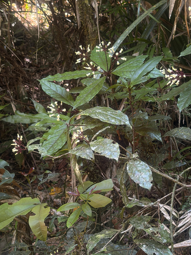Pittosporum rubiginosum observed 2026-09-04