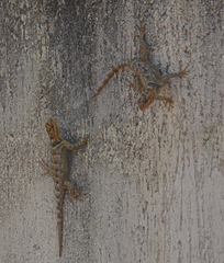 Sceloporus serrifer