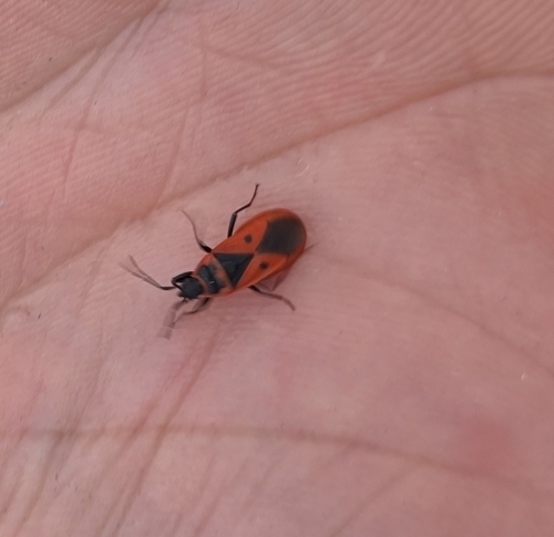 Mediterranean red bug