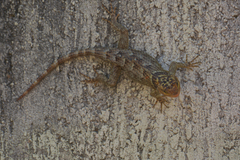 Sceloporus serrifer