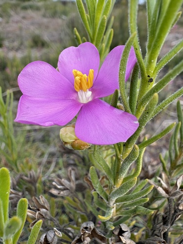 Orphium frutescens, photograph 6