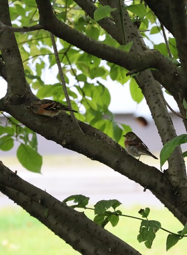 Brambling