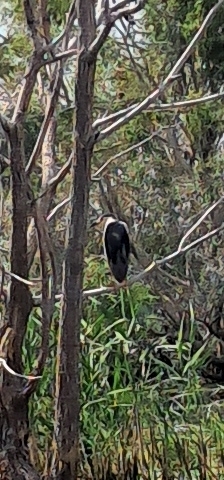 Black-crowned Night Heron