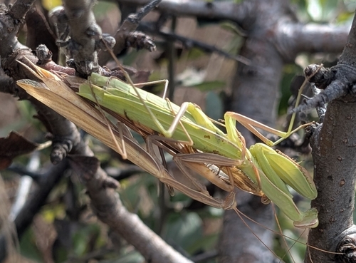 European Mantis