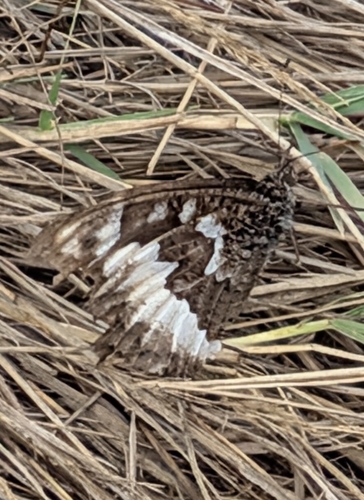 Great Banded Grayling