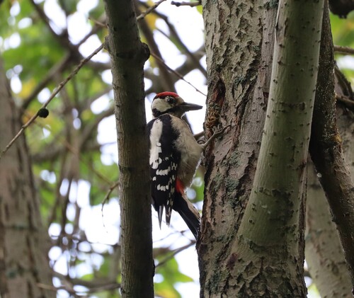 Great Spotted Woodpecker