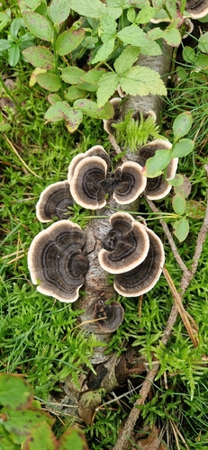 turkey-tail