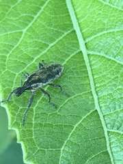 Lixus scrobicollis
