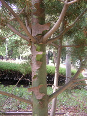 Pinus bungeana