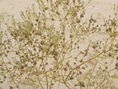 Haplophyllum tuberculatum