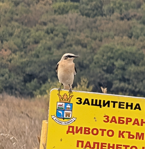 Northern Wheatear