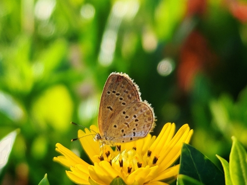 Lesser Grass Blue