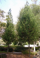 Pinus bungeana