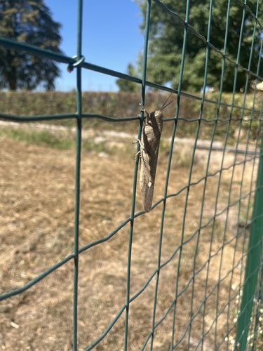 Egyptian Bird Grasshopper