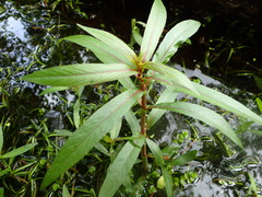 Hygrophila lacustris