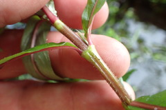 Hygrophila lacustris