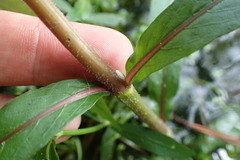Hygrophila lacustris