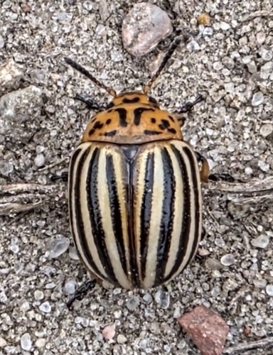 Colorado Potato Beetle