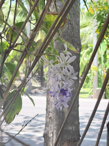 Queen's Wreath