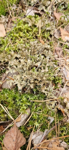 Iceland Lichen