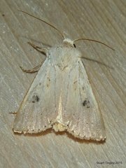 Agrotis vetusta