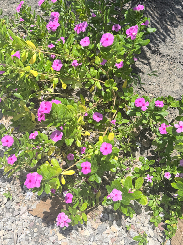Madagascar Periwinkle