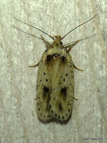 Agonopterix flavicomella