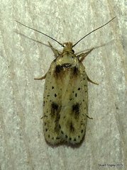 Agonopterix flavicomella